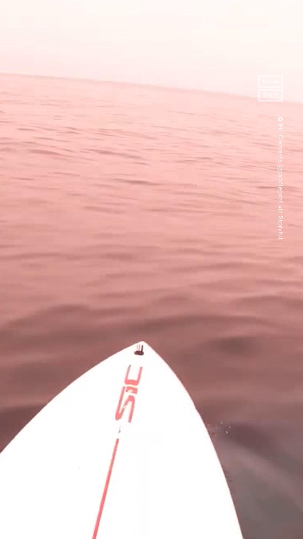 Paddle Boarder Records Close Encounter With Blue Whale