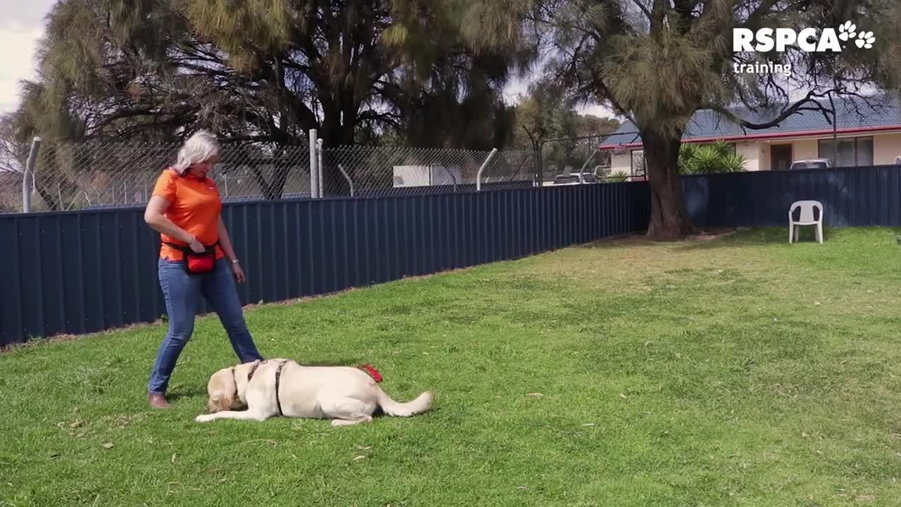 Dog free training video ! training video