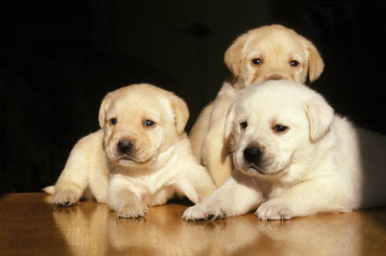 The Most Popular Family-Friendly Dog Breeds