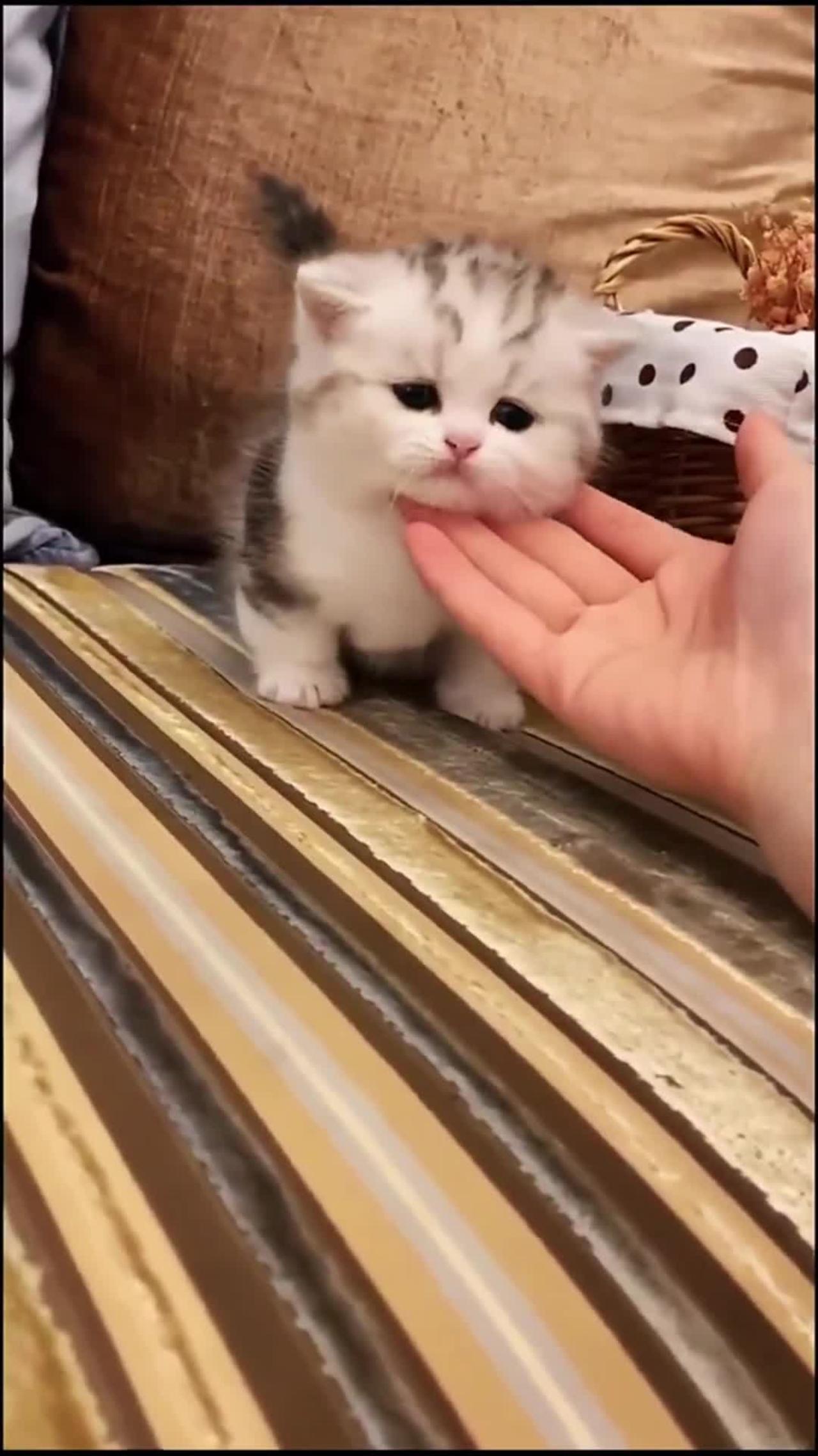 A lovely kitten