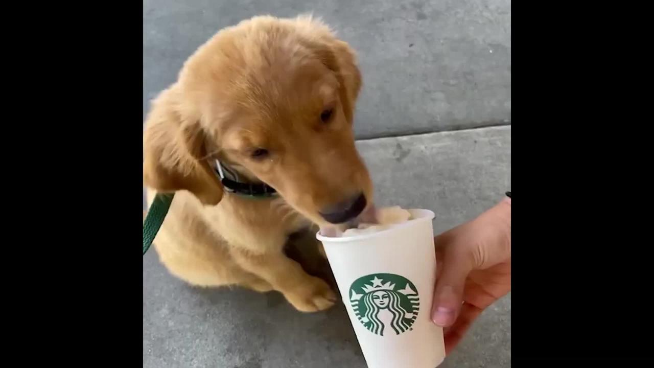JUST ANOTHER NORRMAL DAY HAVING MY STARBUCKS LOL!! Cute and Funny Cat Dog Videos