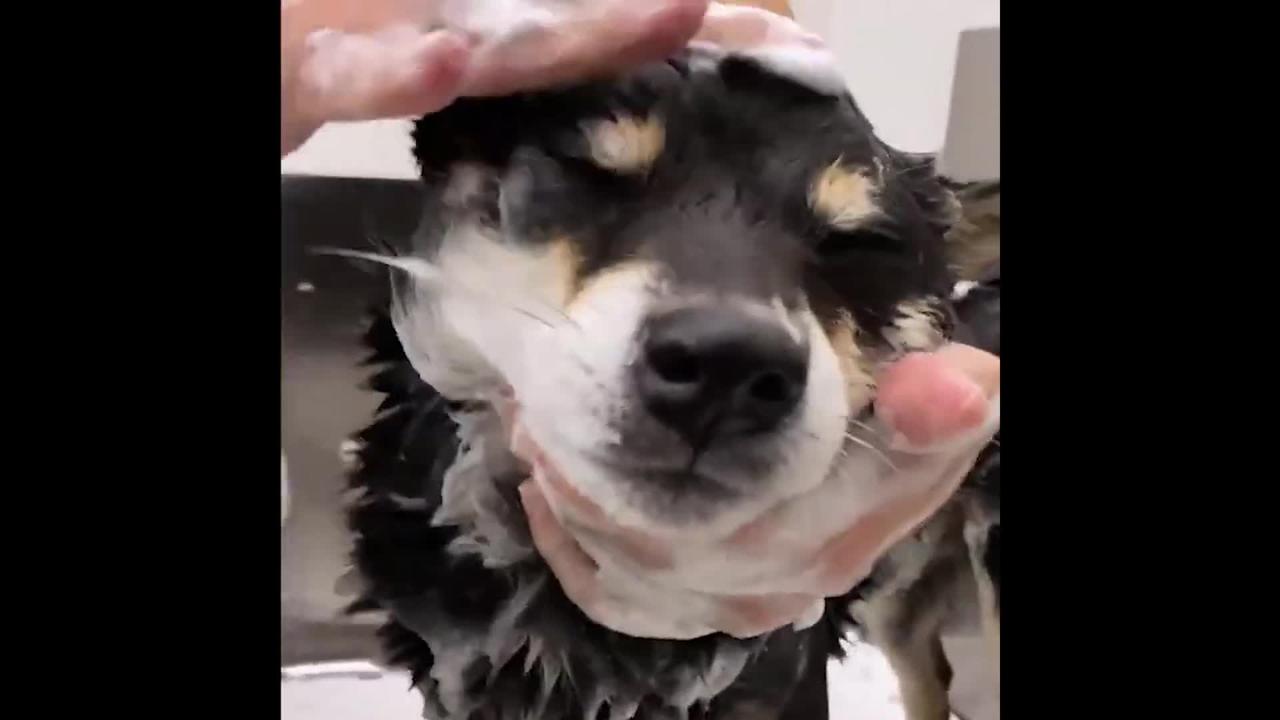 SHOWER TIME!!! Cute and Funny Cat Dog Videos Compilation