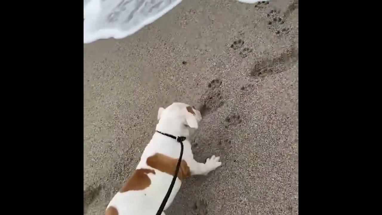 WALK IN THE BEACH!!!! Cute and Funny Cat Dog Videos Compilation
