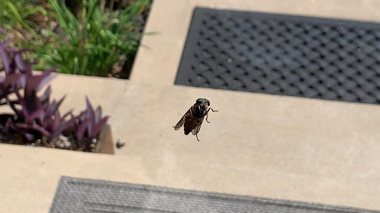 Massive wasp bug staring me down!
