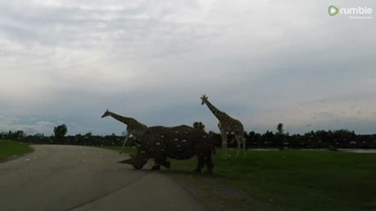 Giraffes and rhinos casually cross the road in front of traffic