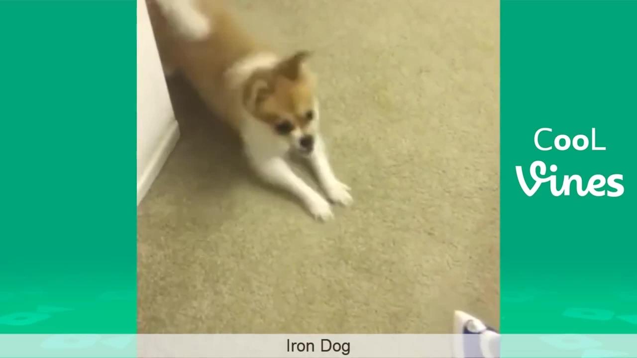 Dog and iron; Are dogs really afraid of irons?