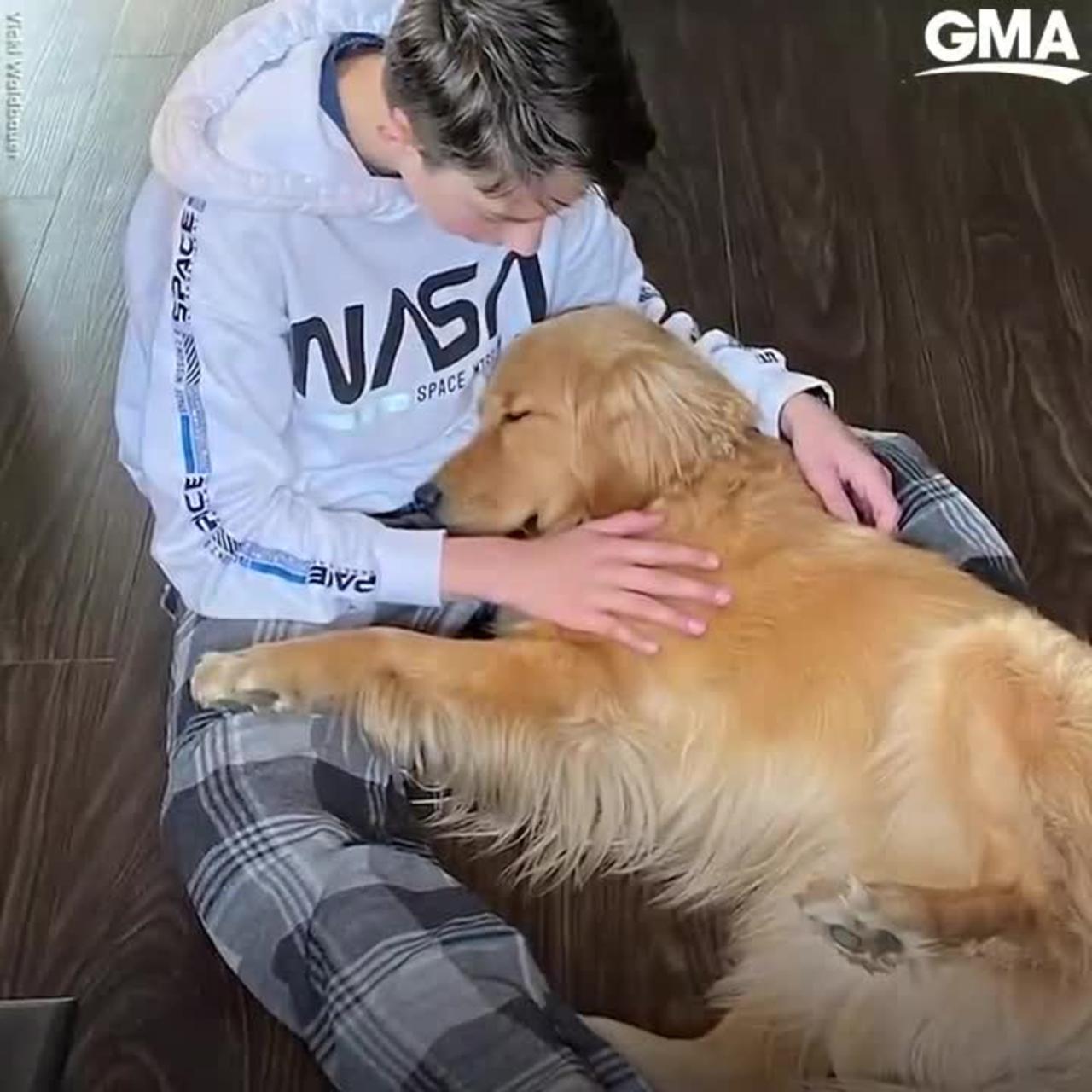 The Story Behind Viral Video Of Golden Retriever One News Page Video