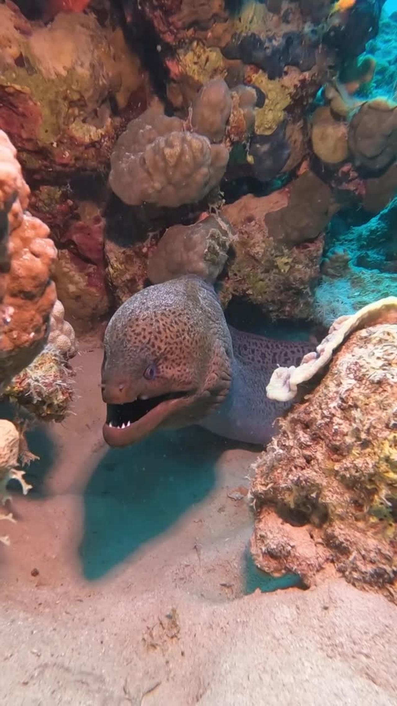 Sleepy Moray Eel