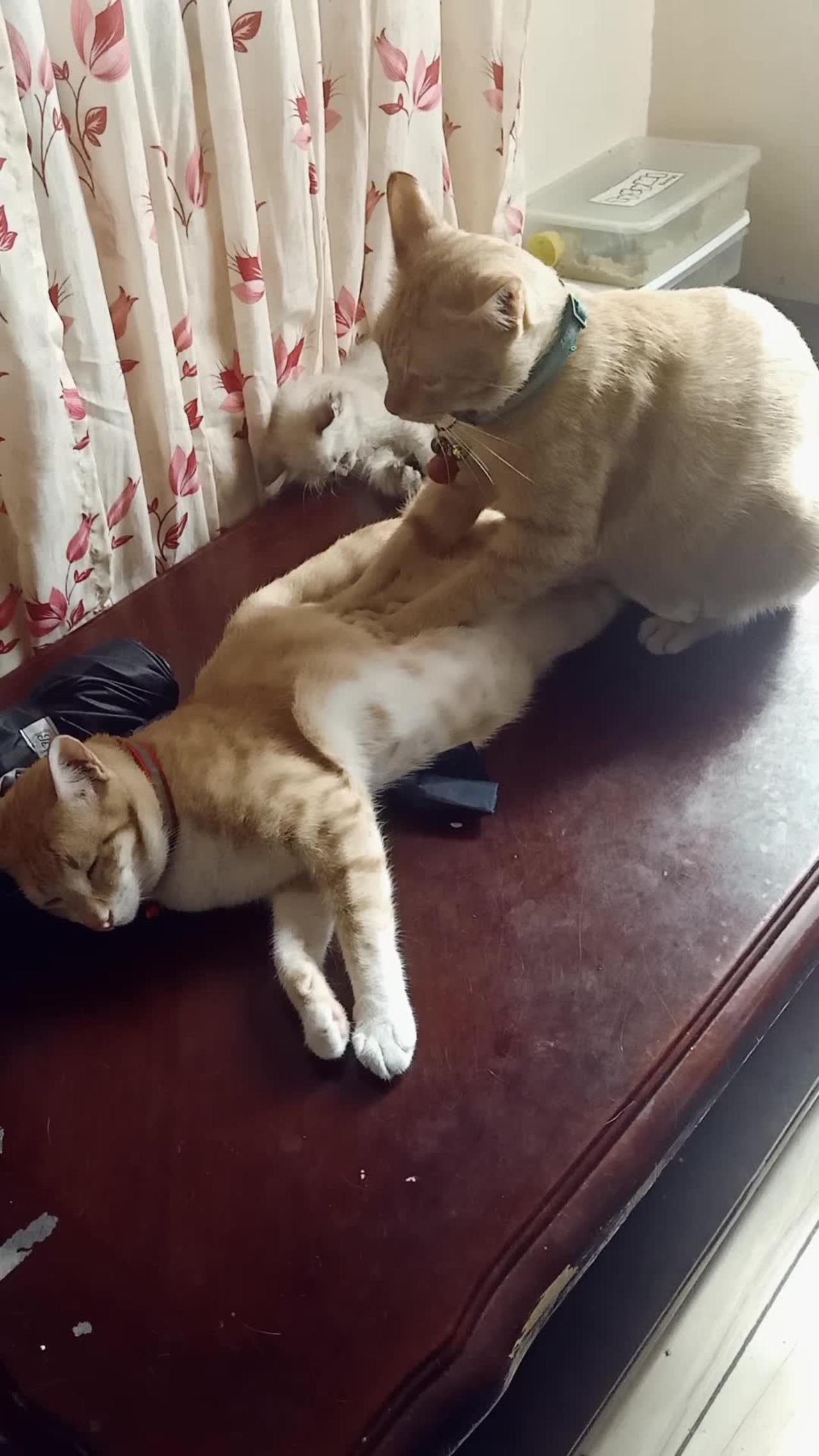 Therapawtic Cat Massage