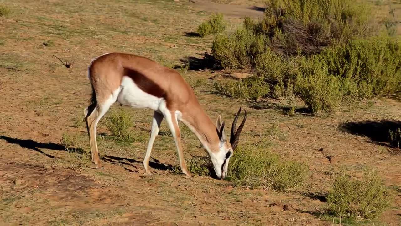 Animals - antelopes springbok eat grass savanna Africa