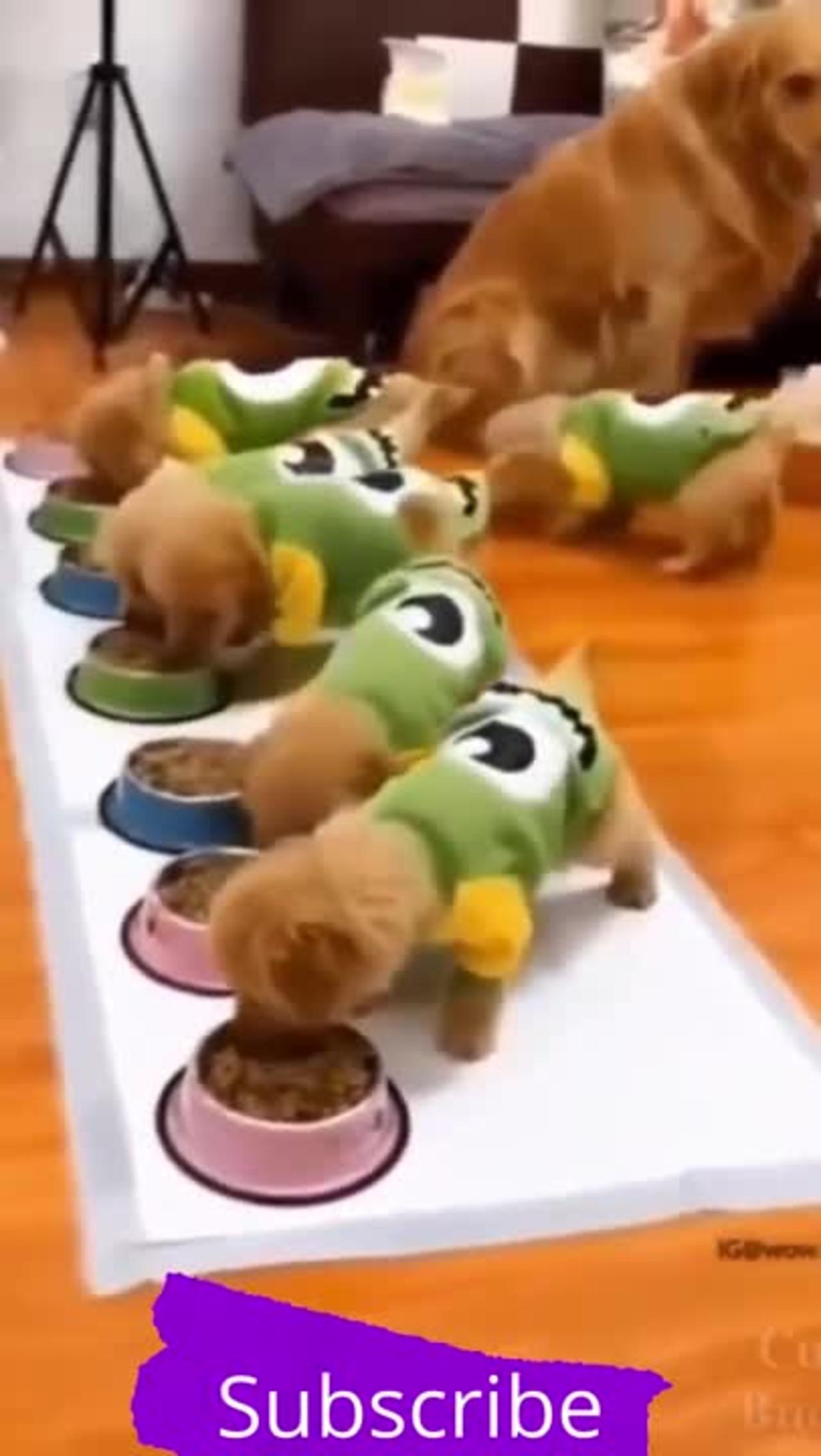 So Funny Cute sweetest puppies !! Mom Dog with Puppies Tik Tok !!