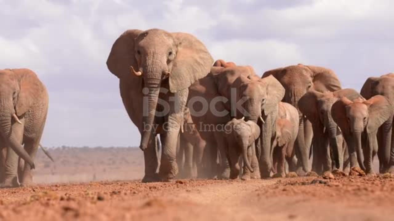 Slow motion footage of a herd of elephants walking in the wild forest.