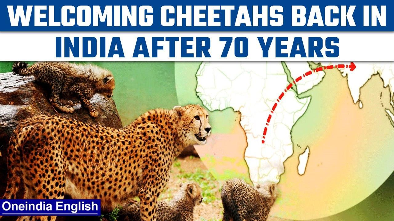 Cheetah back in India: Centre to bring 25 Cheetahs from Africa to MP | Oneindia news *News