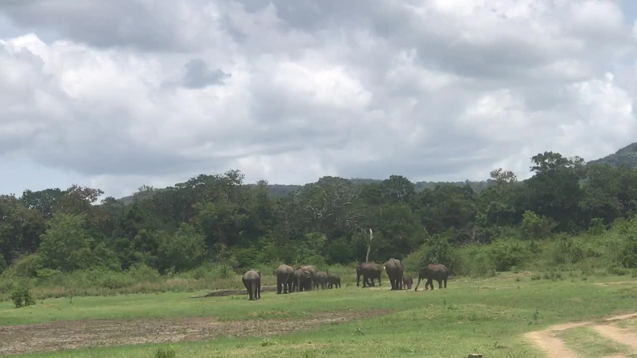 Elephant in srilanka