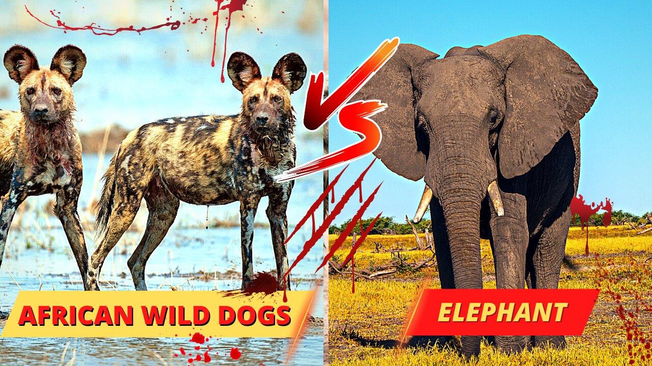 African Wild Dogs vs Agressive Elephant