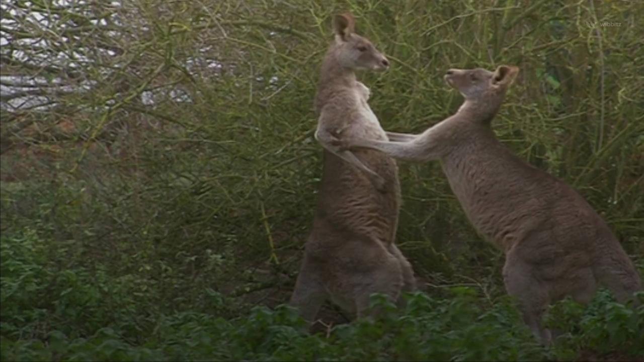 Australian Man Killed By Kangaroo in First Fatal Attack Since 1936