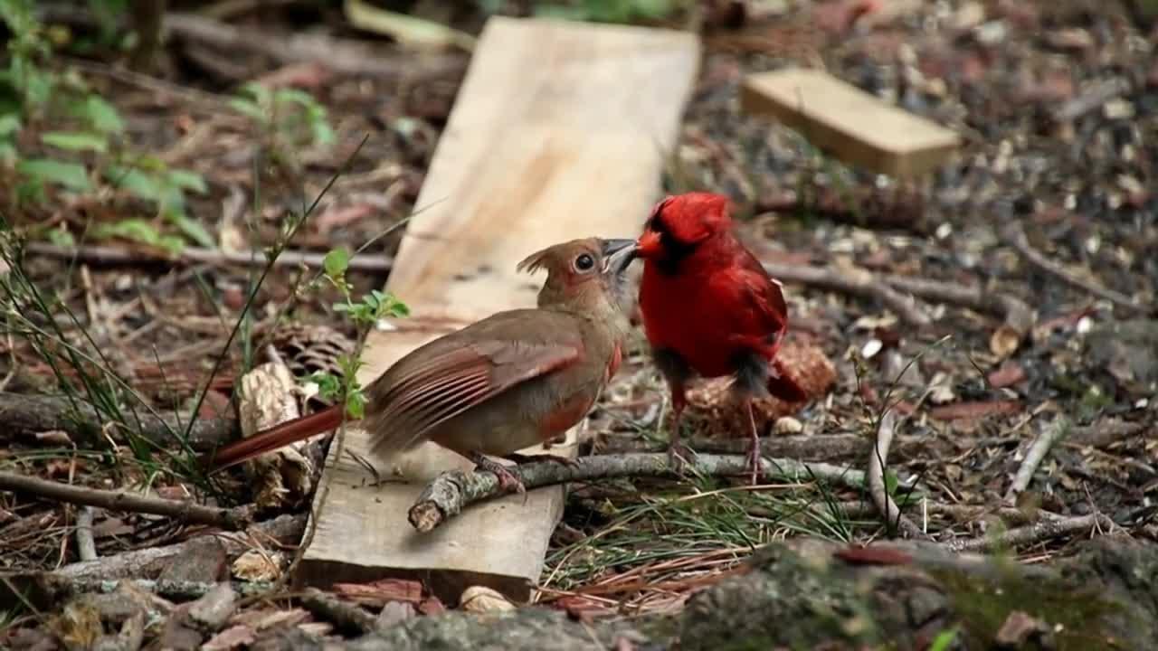 Beautiful and amazing birds Compilation- Cute Moment of Animals