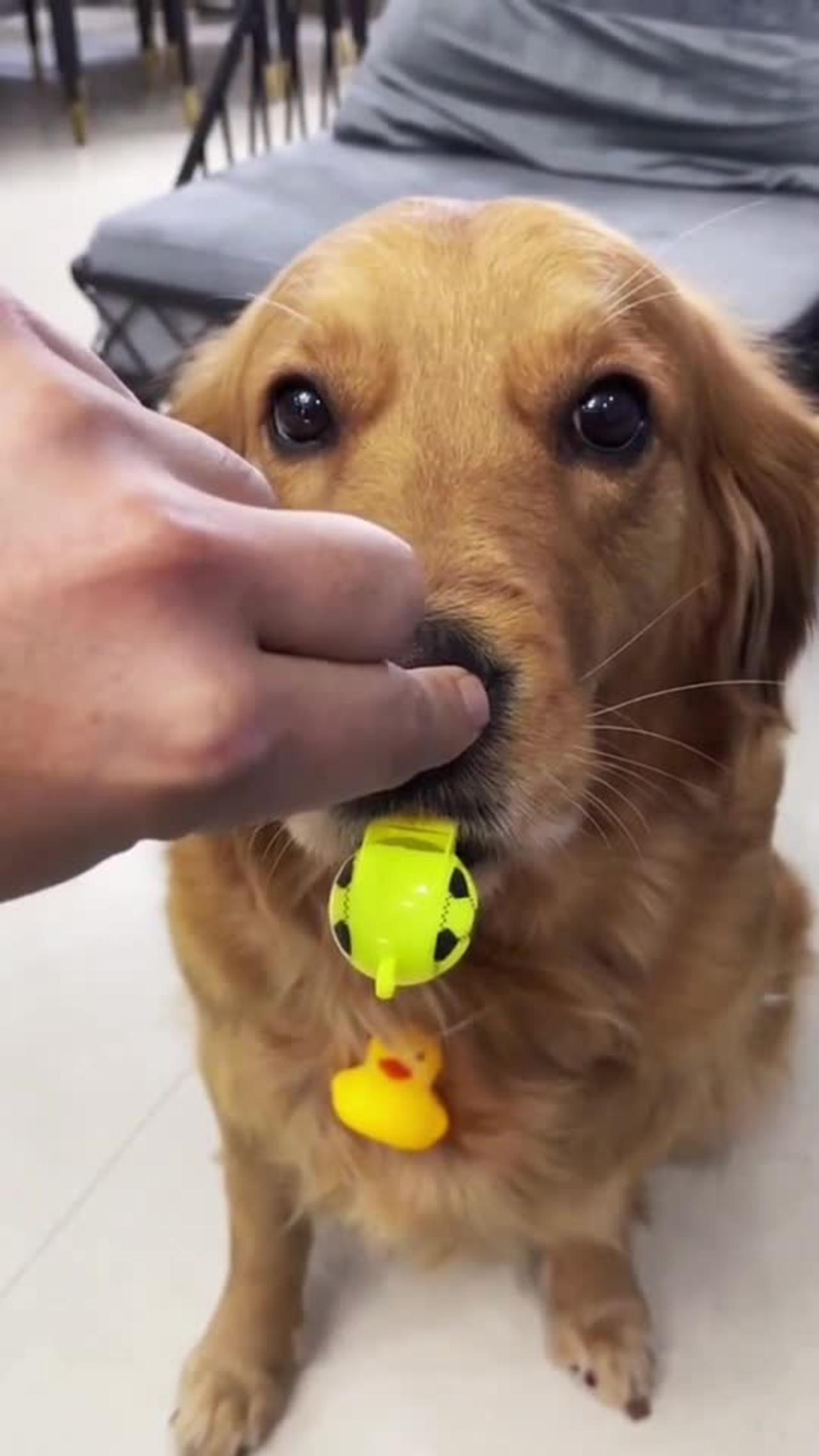 That's how a dog learns to blow a whistle!