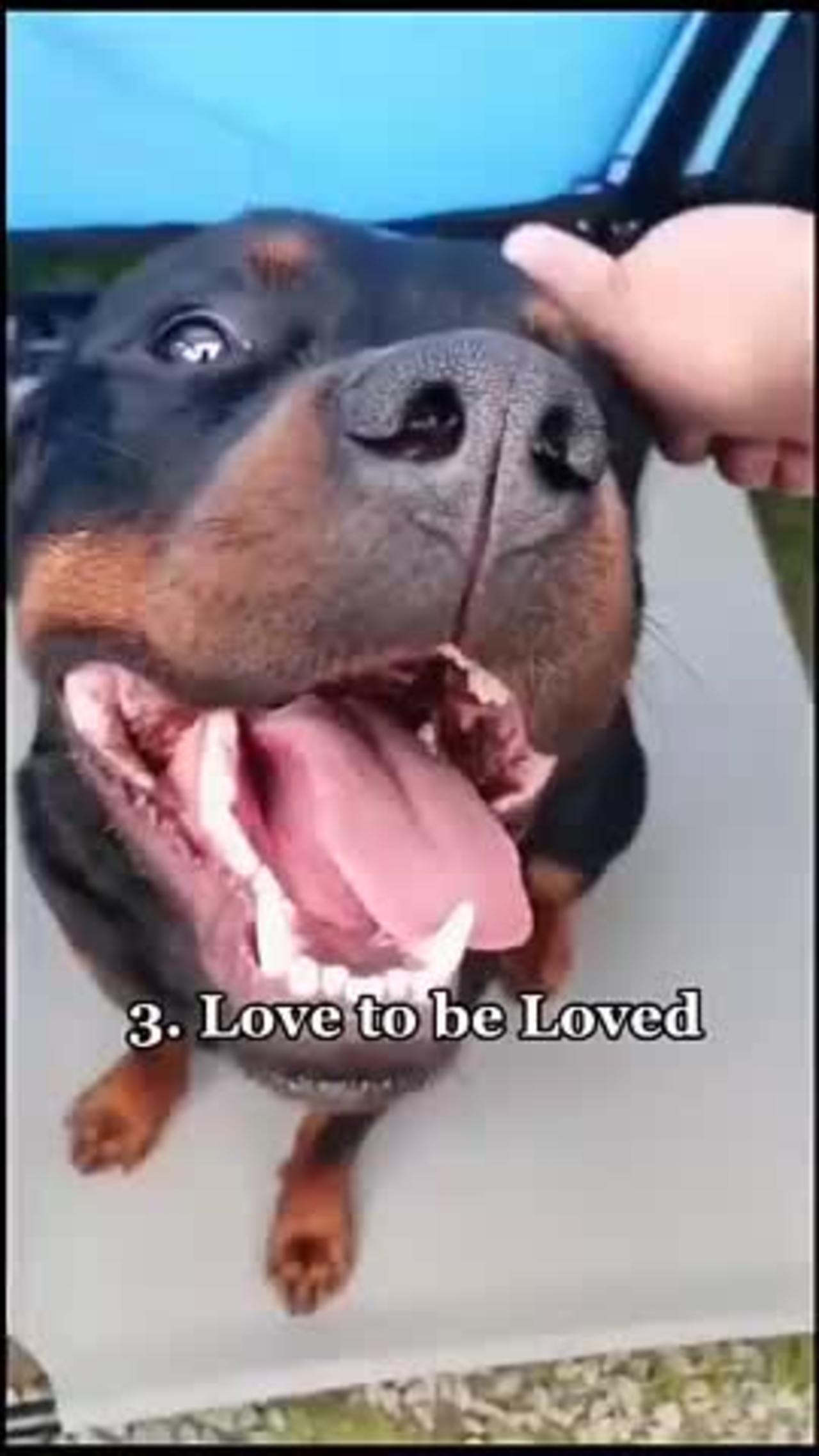 Facts Rottweiler People Understand Better Than Anyone