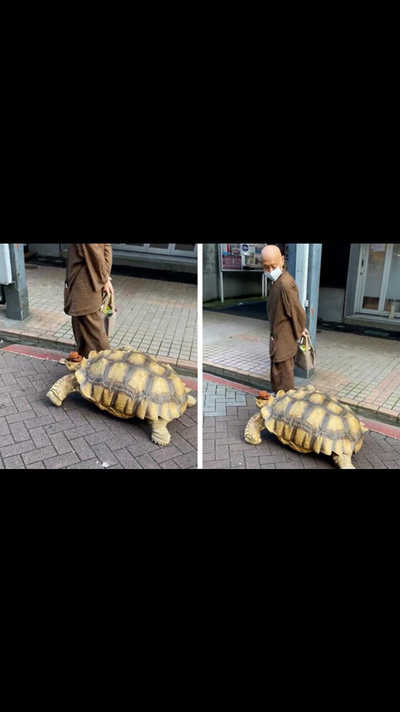 Old Man Walk His Giant Pet Turtle Through Busy Street