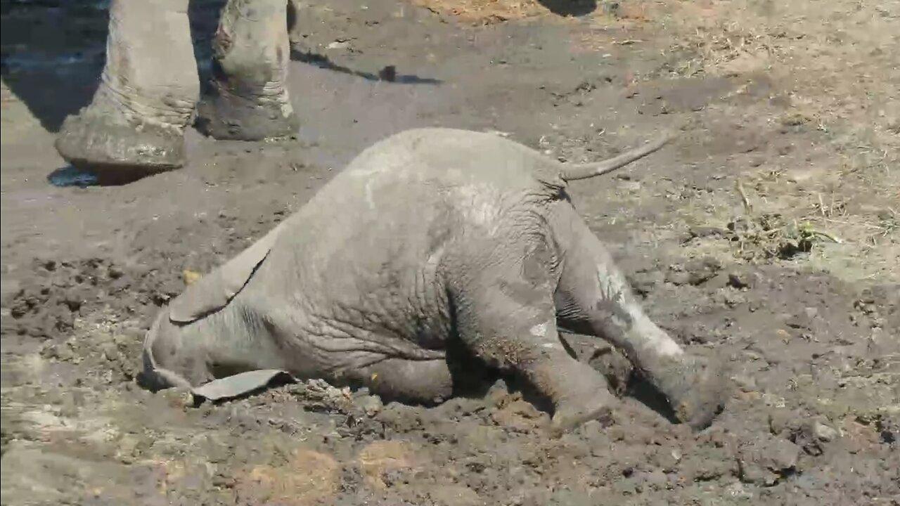 Baby elephant plonks down in the mud, struggles to get up