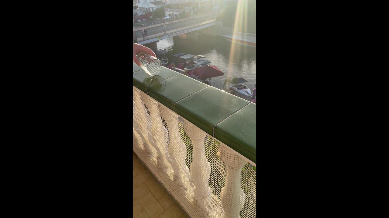 Baby lizard jumps off of hotel balcony!.MOV