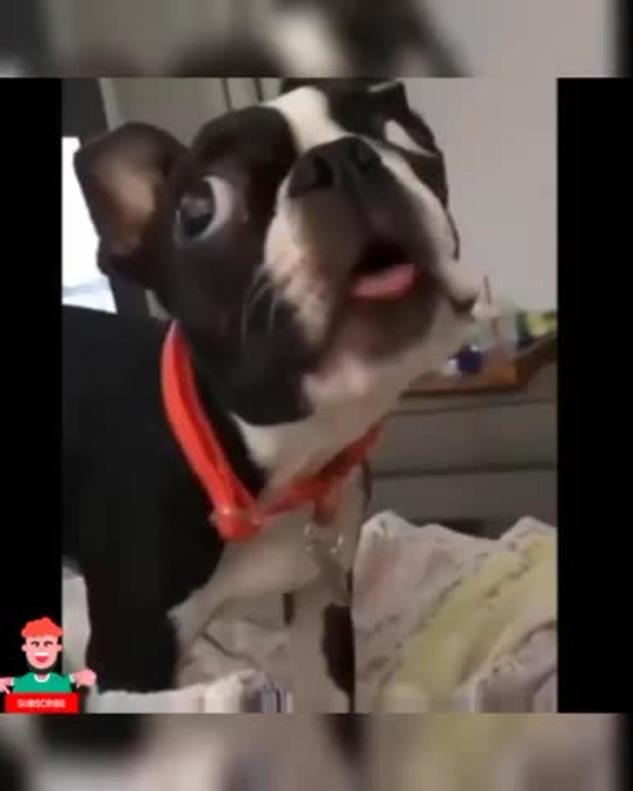 Dog Entertaining Video