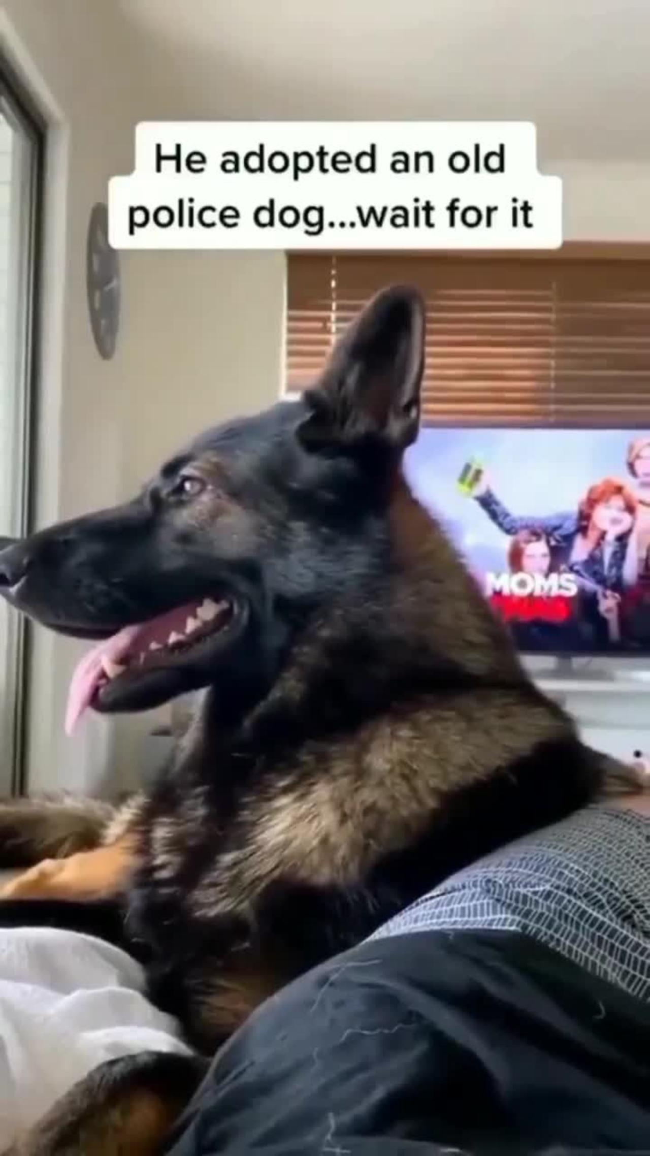 viral Instagram dog videos