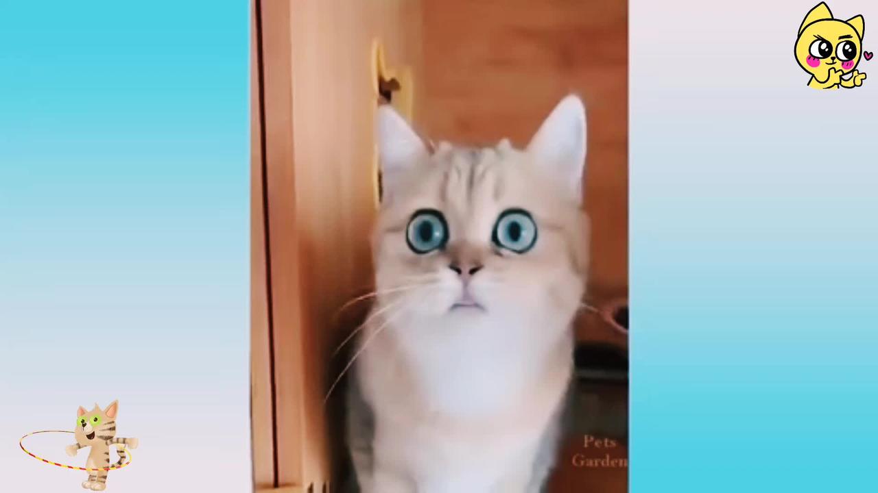 Funny cat reaction video 🤣🤣🤣🤣