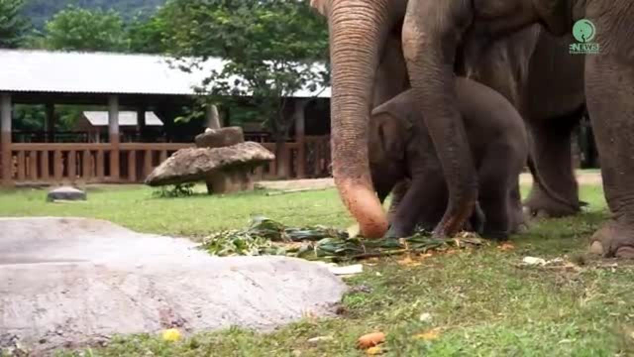 Baby Elephant Video