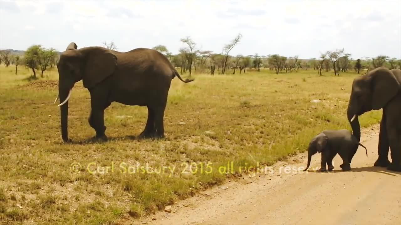 Cute Baby Elephant doesn't want to cross the road