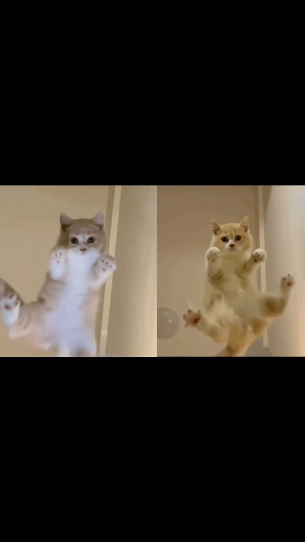 Funny Cat Video | Cat Fun | Funny Animals