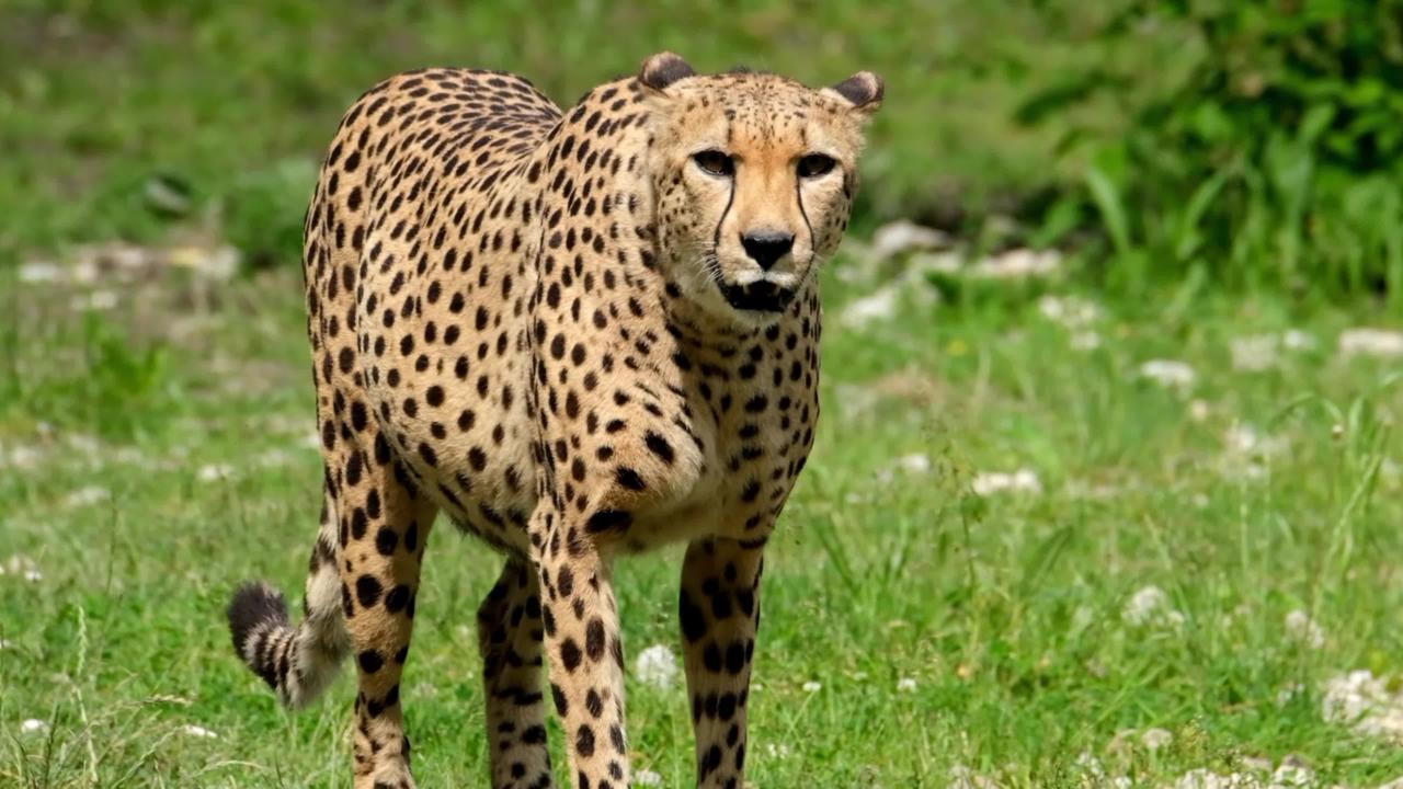 DESCRIPTION OF THE SPECIES Cheetah