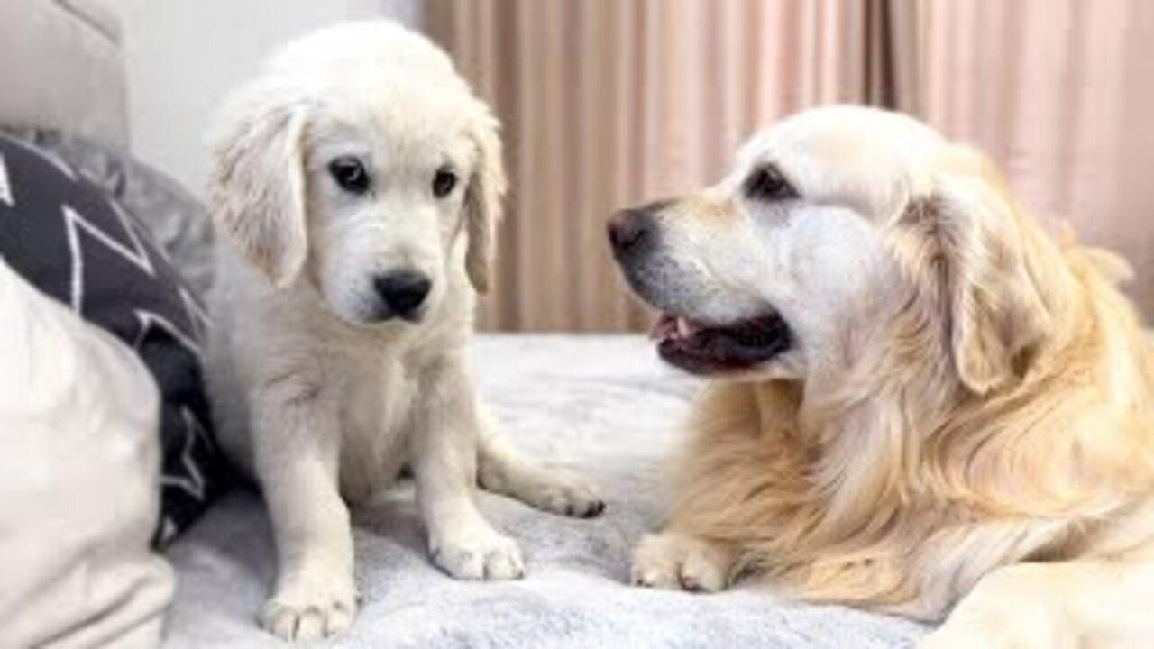 Which Golden Retriever is cuter a Dog or a Puppy