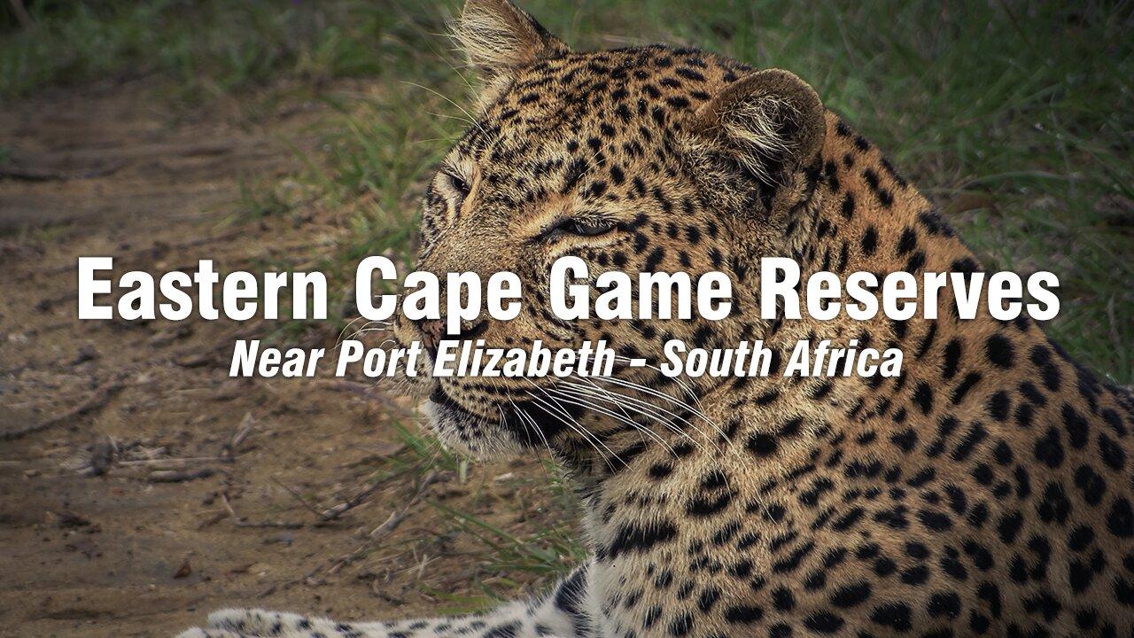 Amazing Wildlife Sightings From 3 Eastern Cape Game Reserves Near Port Elizabeth
