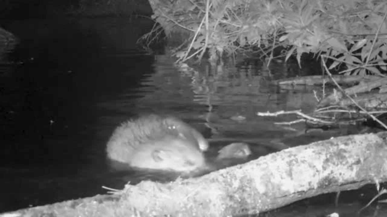 First baby beaver born on Exmoor in 400 years filmed in national park