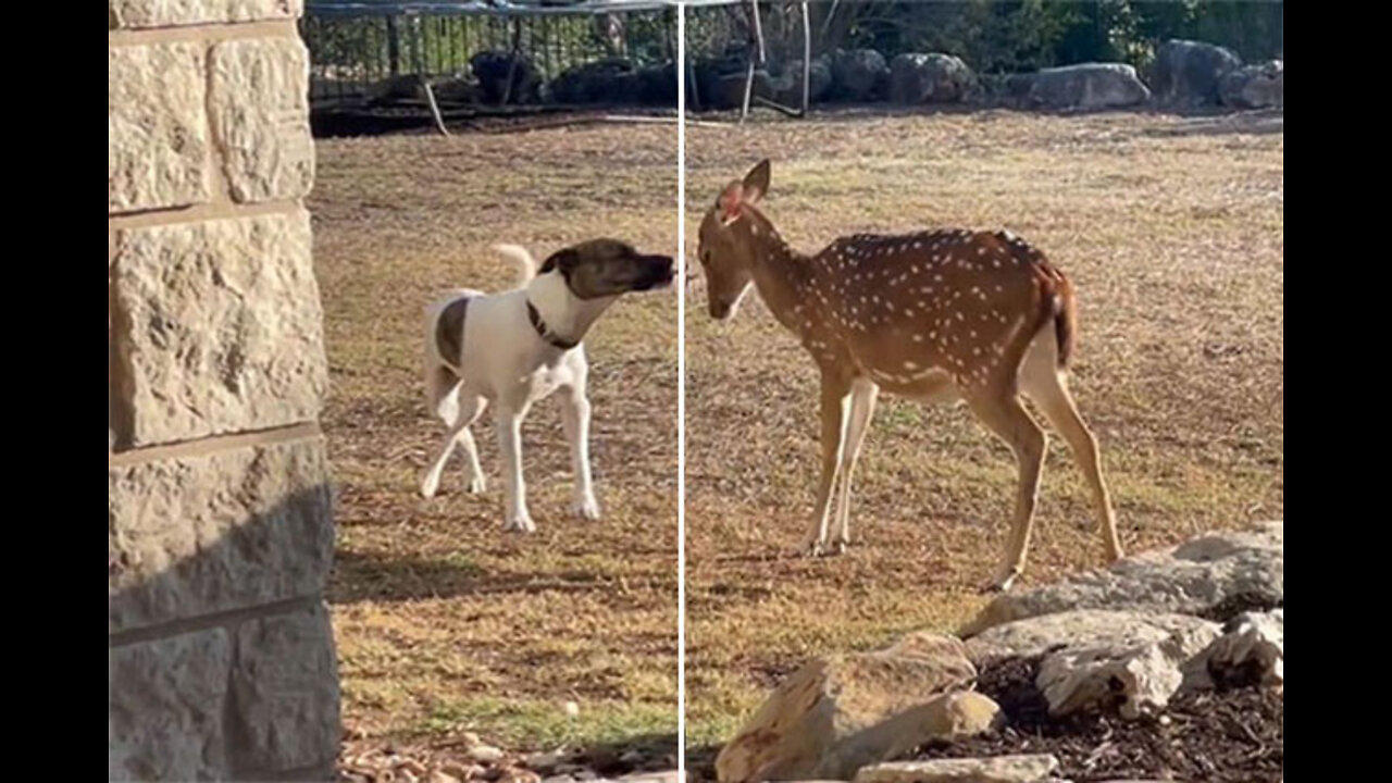Dog Shares Sweet Moment With Rescued Deer.its really beautiful