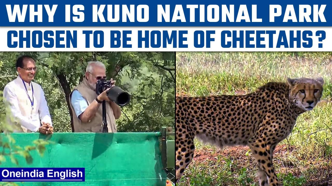 Madhya Pradesh’s Kuno is picked as home for African Cheetahs | Know why | Oneindia News*News
