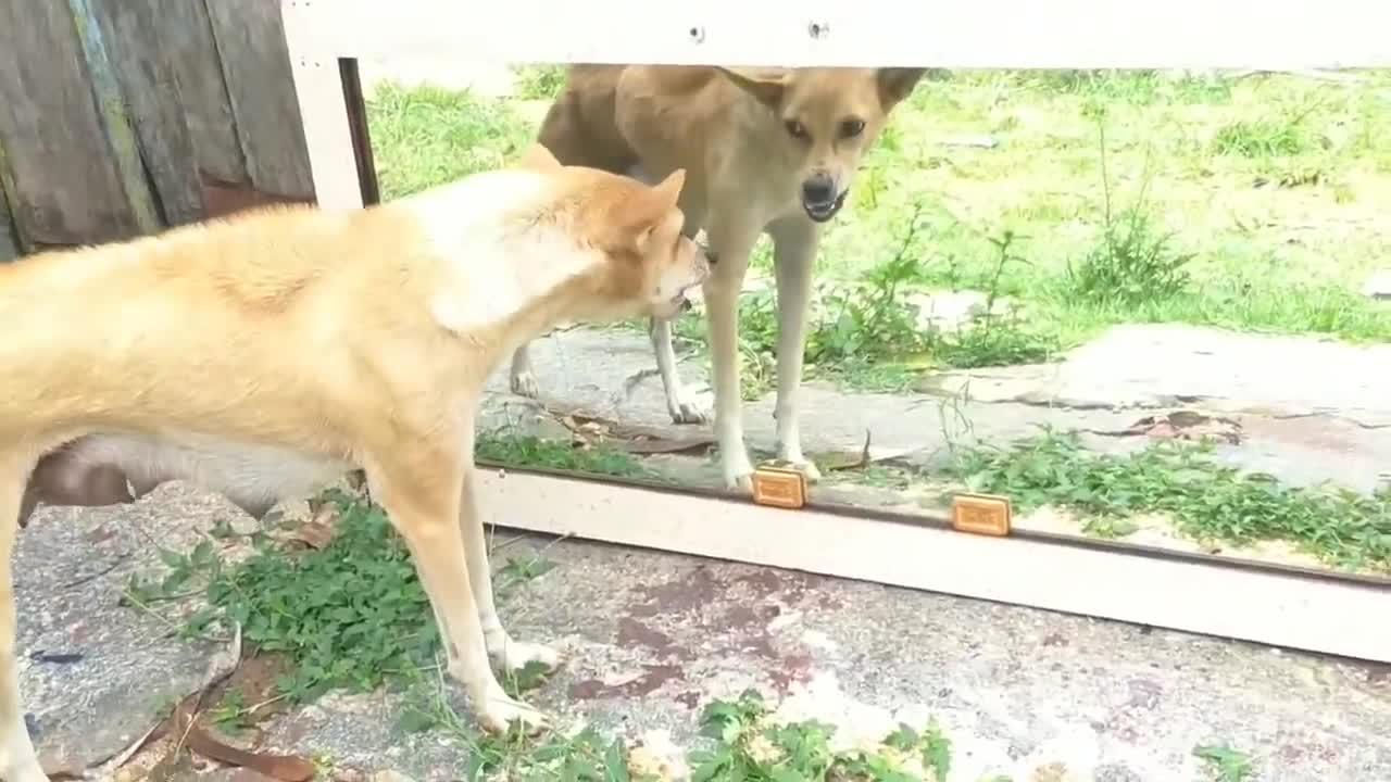 Dog vs Mirror prank Hilarious Reaction