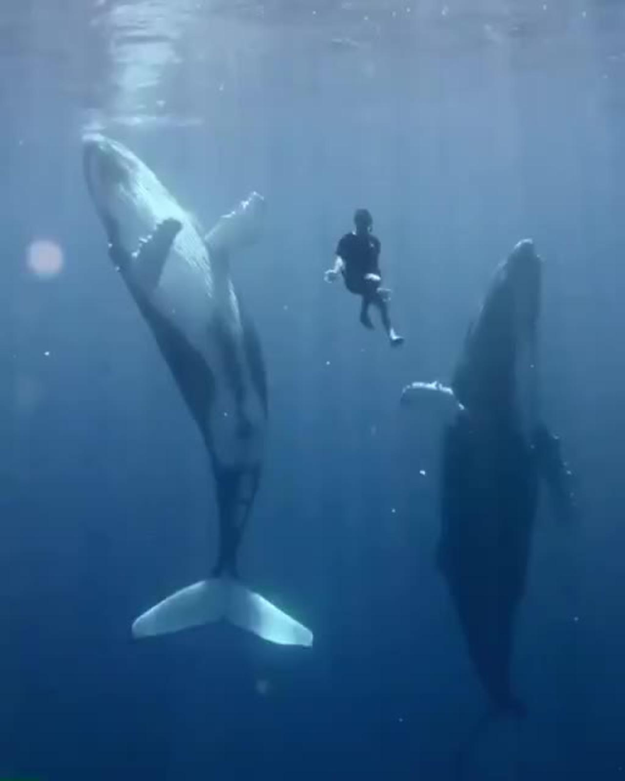 Today you won't see anything cuter than the dance of two whales and a diver in French Polynesia.