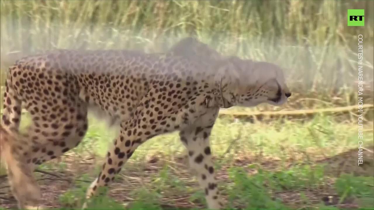 Modi releases cheetahs into Indian park after they went extinct 70 years ago