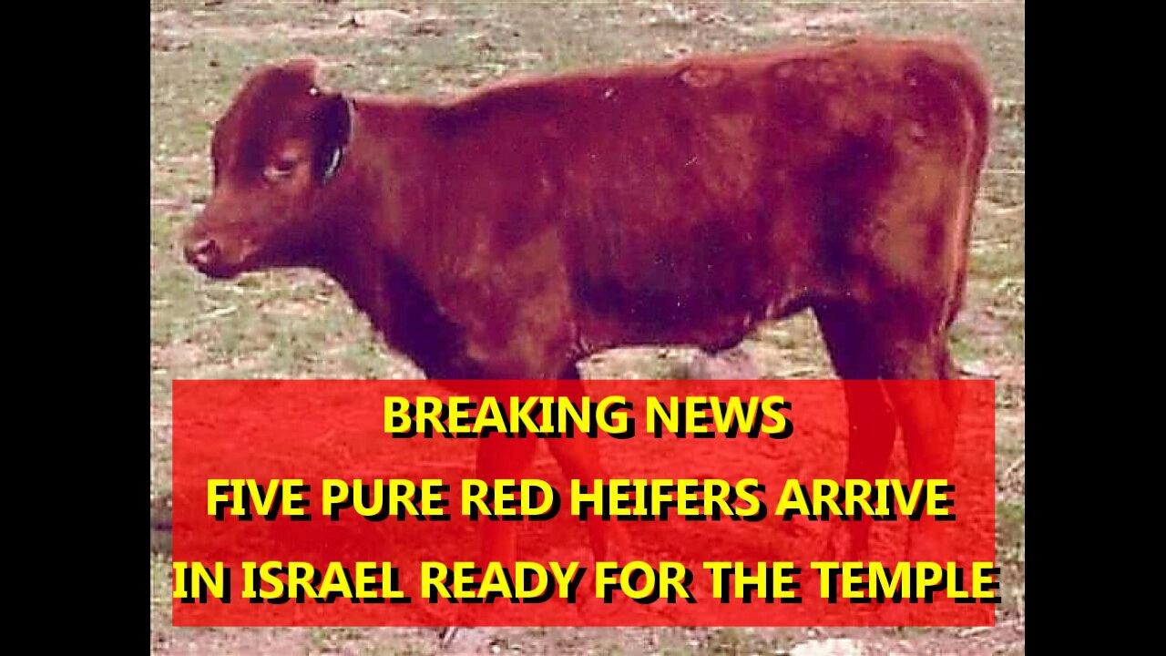 BREAKING: MAJOR PROPHETIC EVENT...FIVE RED HEIFERS IN ISRAEL, READY FOR THE TEMPLE
