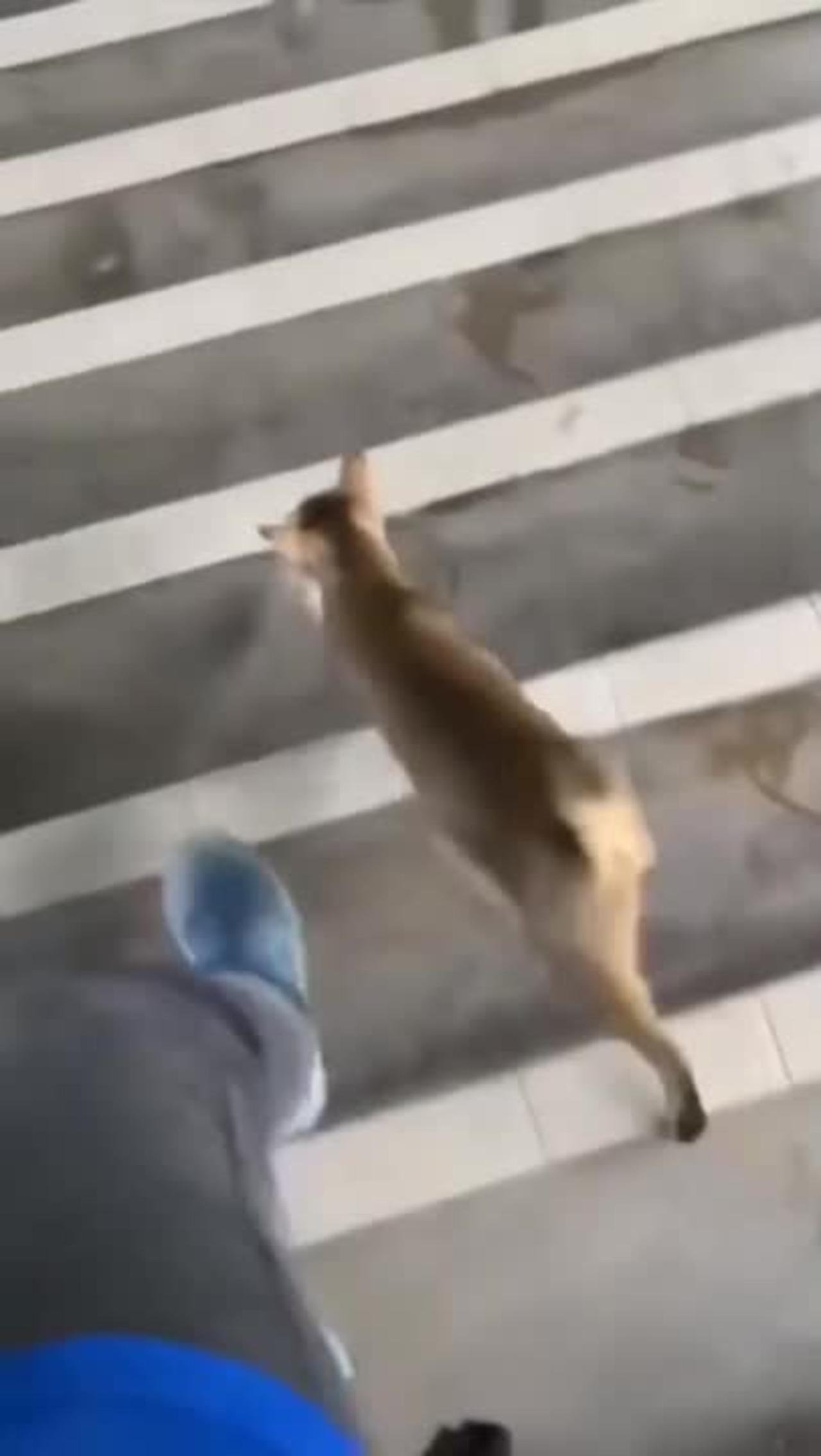 Kitty trying to get a pet