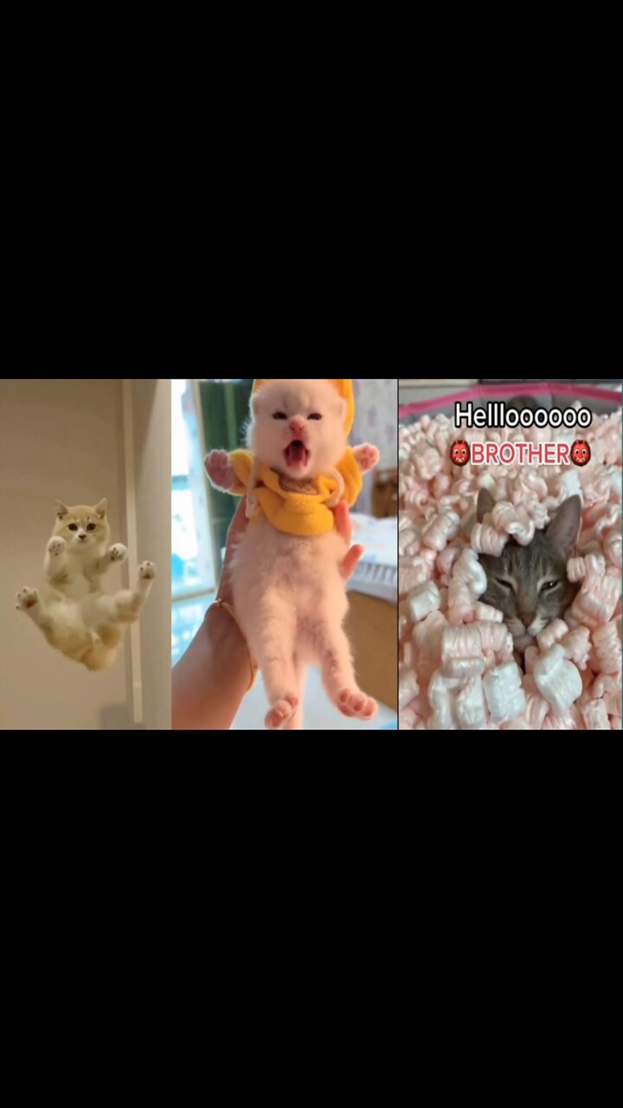 🤣HOLDING YOUR LAUGH while Watching these video😹  Funny Cats Life| cat lover|