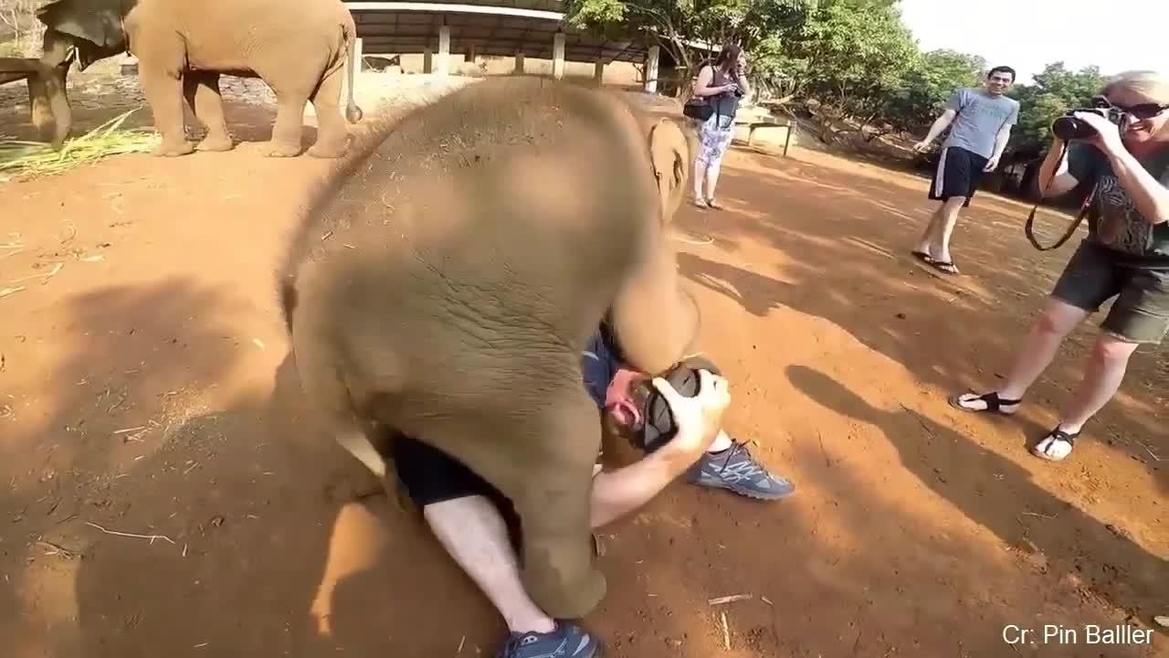 Baby Elephant Tries To Molest A Man