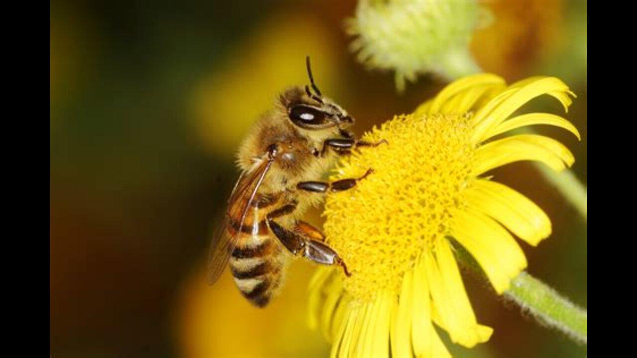 Battling small hive beetles in my honeybee hives.