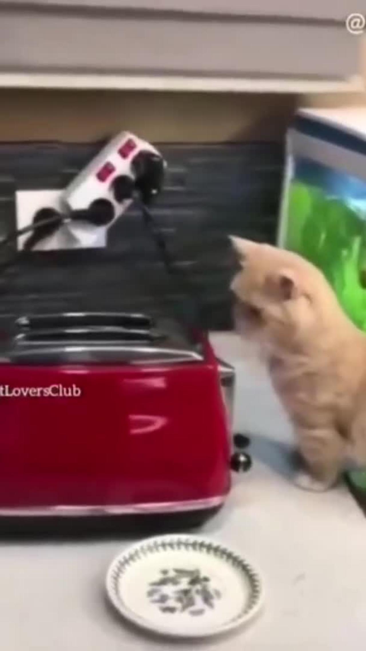 Funniest Cat 😂 Funny Animal Videos 2022