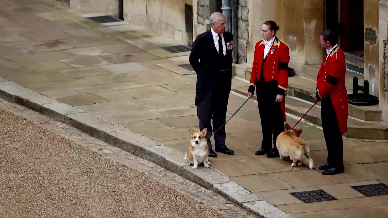 Queen's corgis and pony wait by Windsor Castle