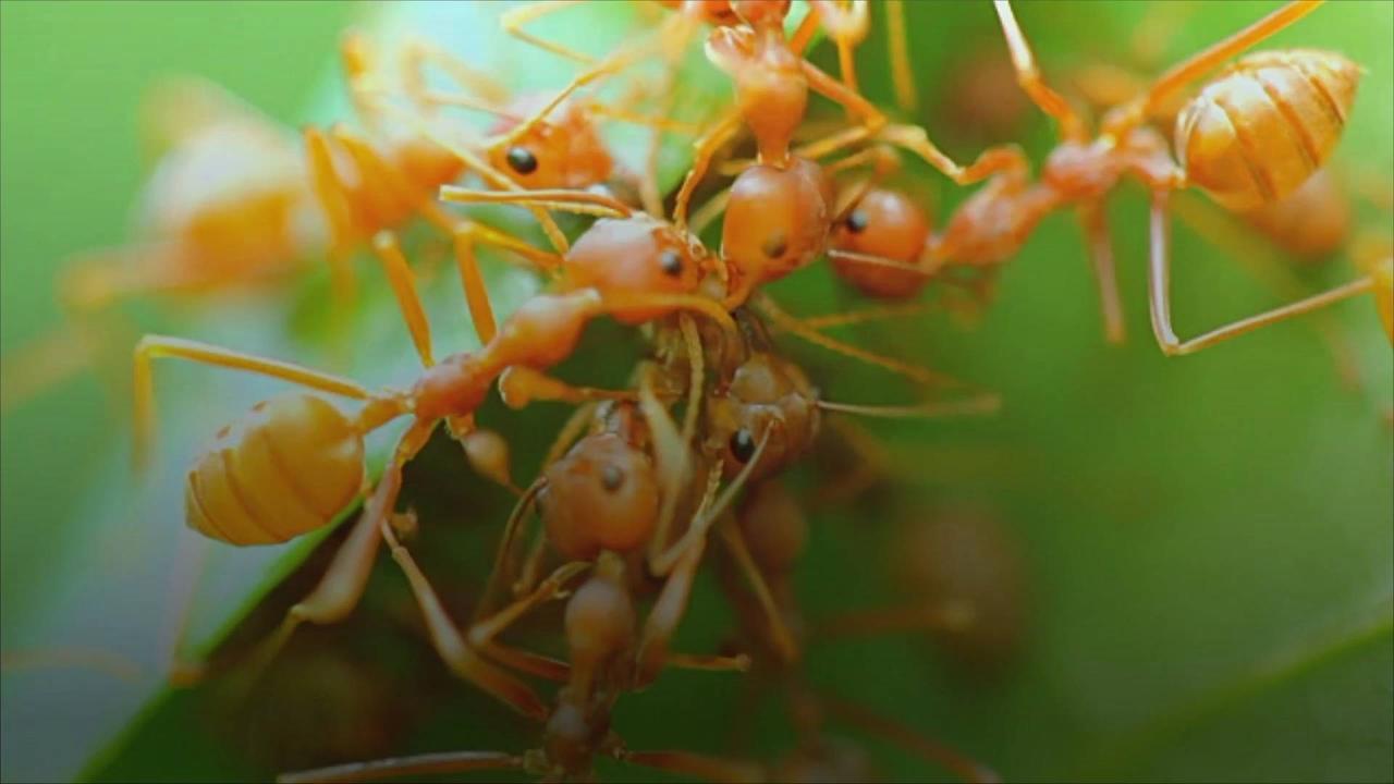 Researchers Estimate Ants Outnumber Humans 2.5 Million to One