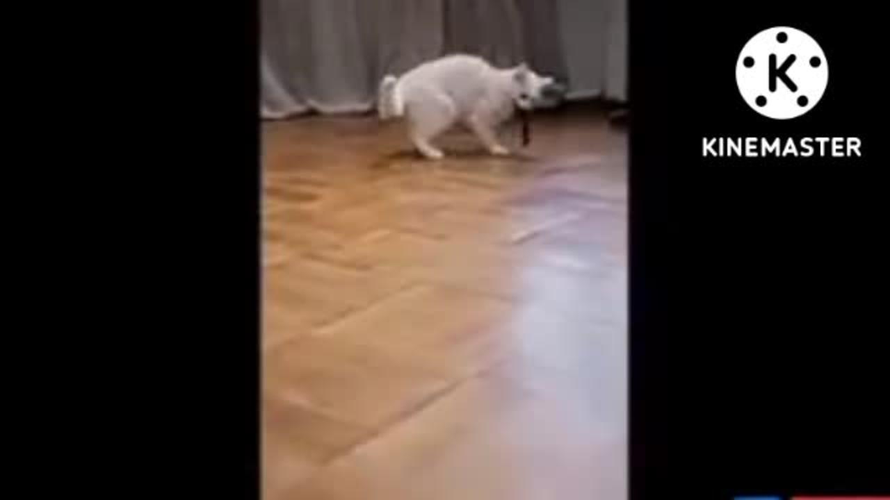 Funny cat video & cat dog ke kuchh funny moment